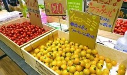 中国西红柿爆料最新消息,价格波动与种植趋势揭秘