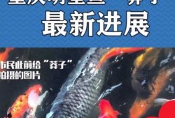 最新偷鱼爆料新闻,揭秘黑幕，渔民权益再受冲击
